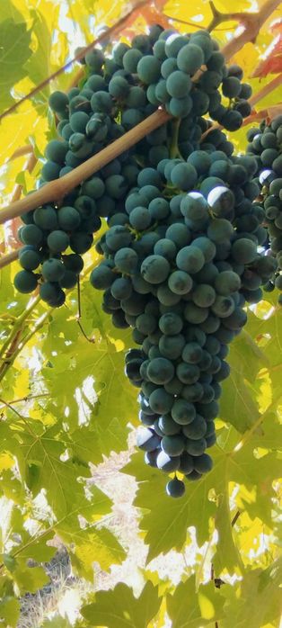 Продавам грозде за вино и ракия