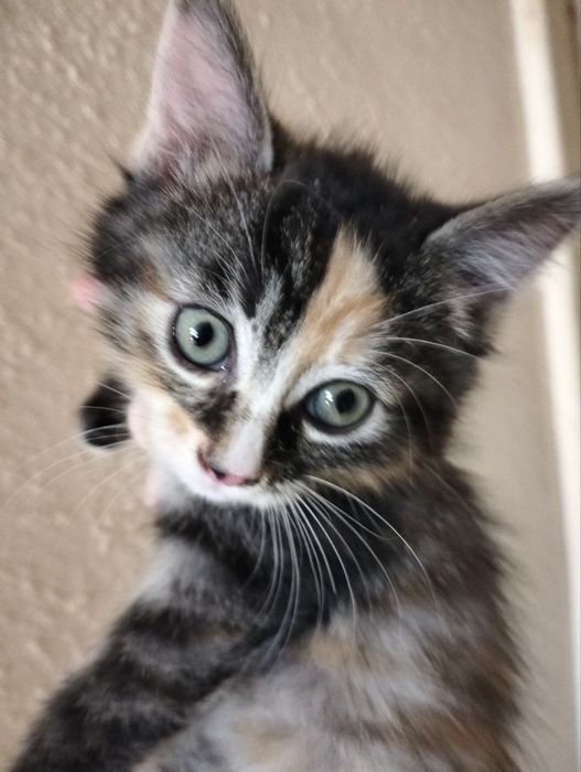 Котята,котята,котята