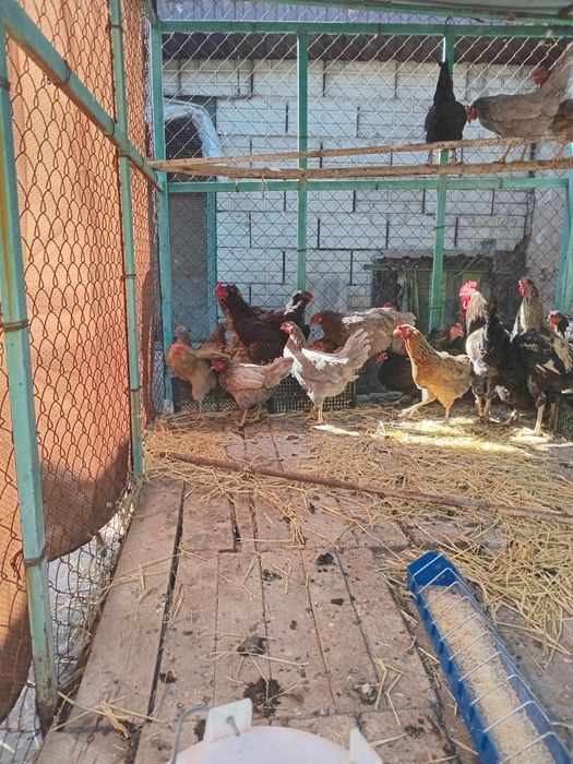 Продам курей домашних