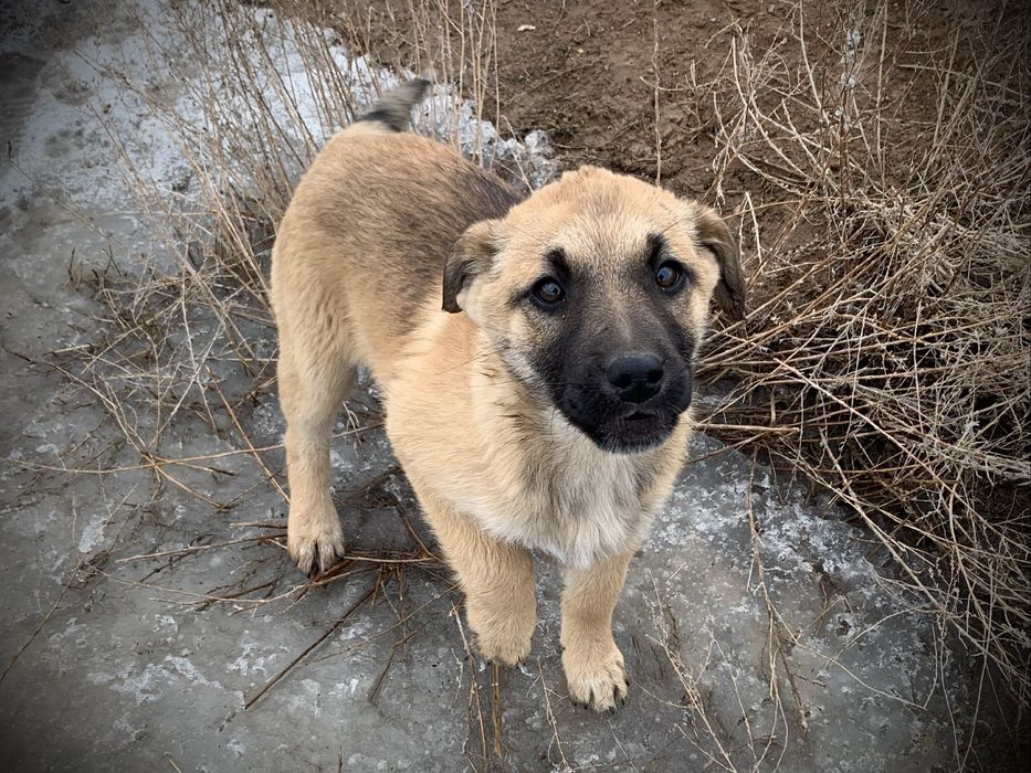 Щенок ответственным хозчевам