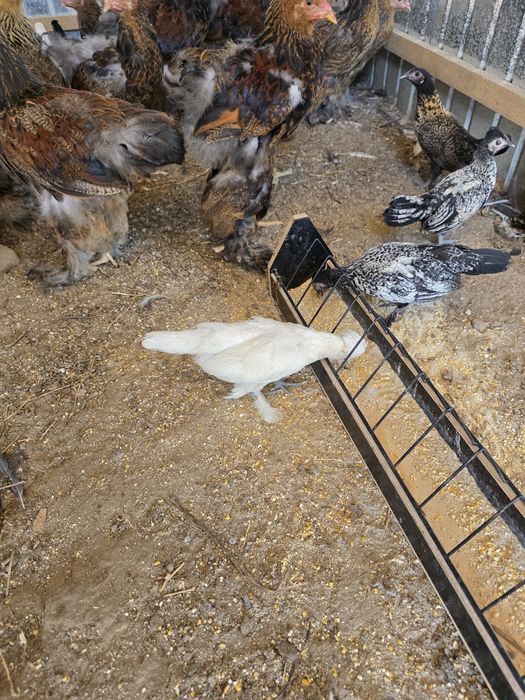 Vând păsări de curte