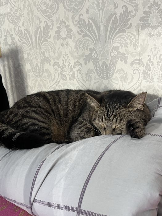 Отдам кота в хорошие руки