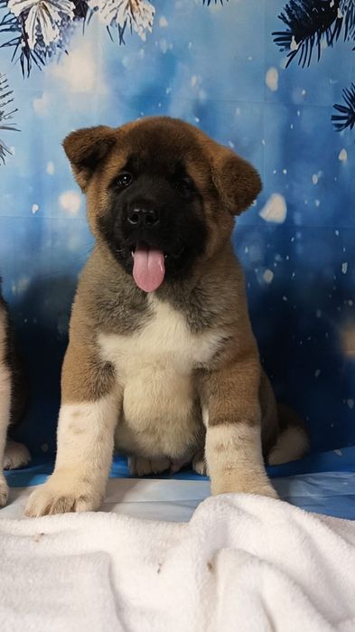 Американская Акита мальчики