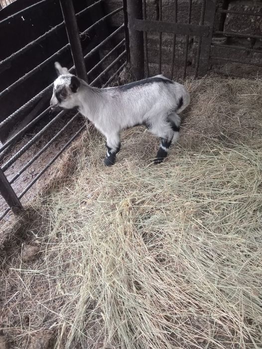 Продам козлика мальчик