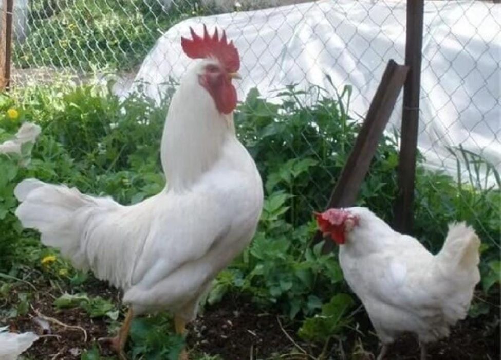 Куры "Леггорн" несушки