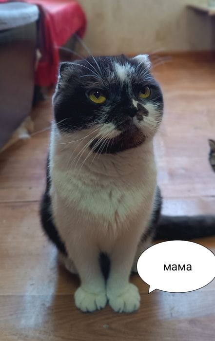 Продаются котята