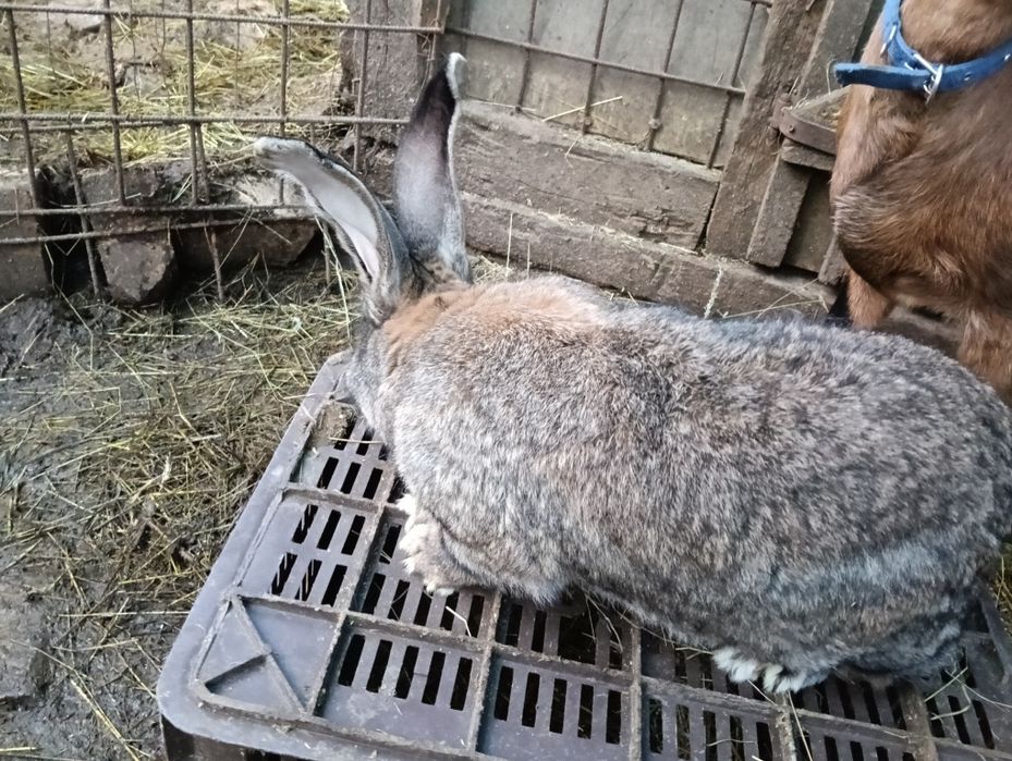 Iepuraș de vânzare