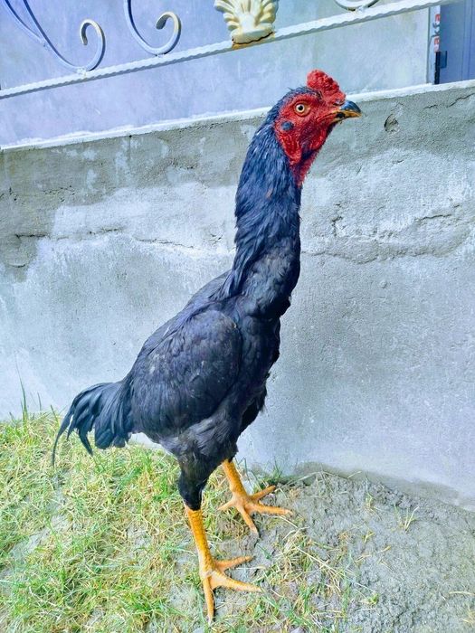 Sotiladi toshkent srochna
8 oyli
Hali choqishmagan 
Rangi qora
Manzil