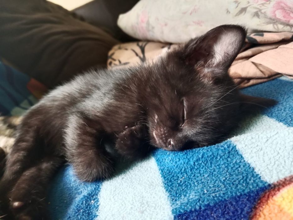 Отдам котят в добрые руки