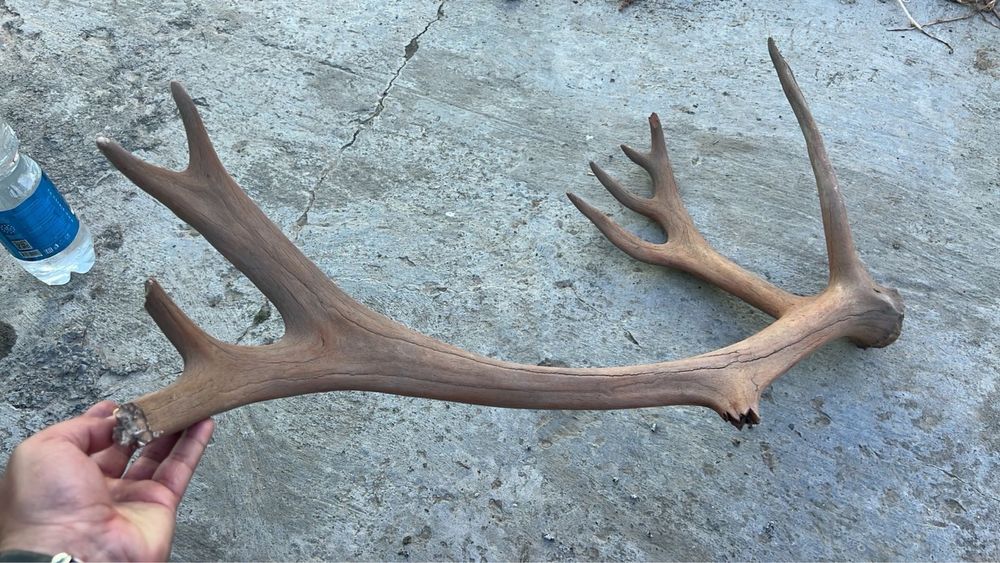 Рога олени в хорошом состяни