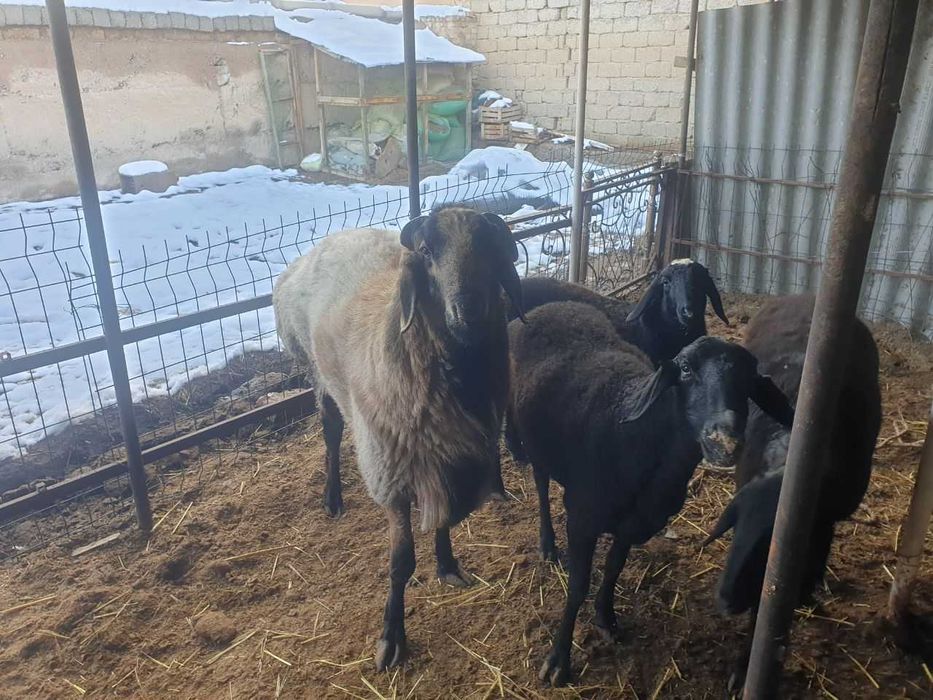 Йирик куйлар сотилади