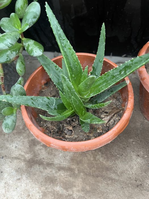 Gullar xar xil asarti dollor gul