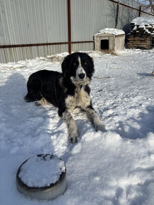 Собачки ищут новый дом девочки на охрану