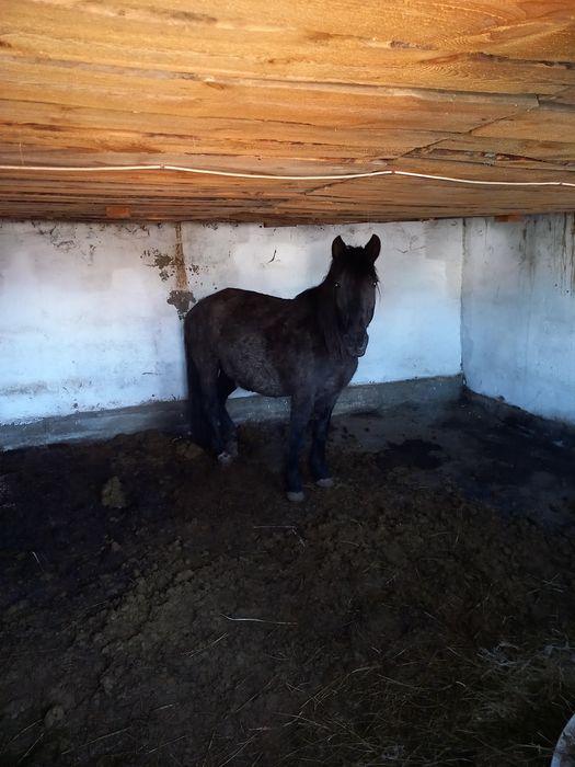 Құнан және бие құлын мен сатам