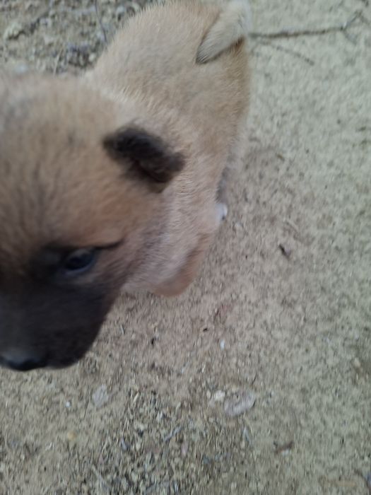 Сиба ину чисто кровные