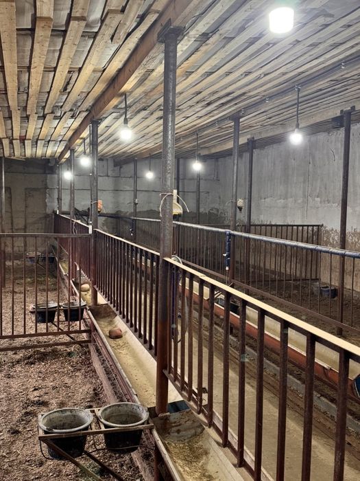 Tayor Ferma Sotiladi