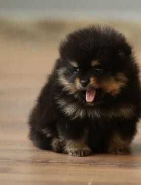 Продам щенков померанского шпица