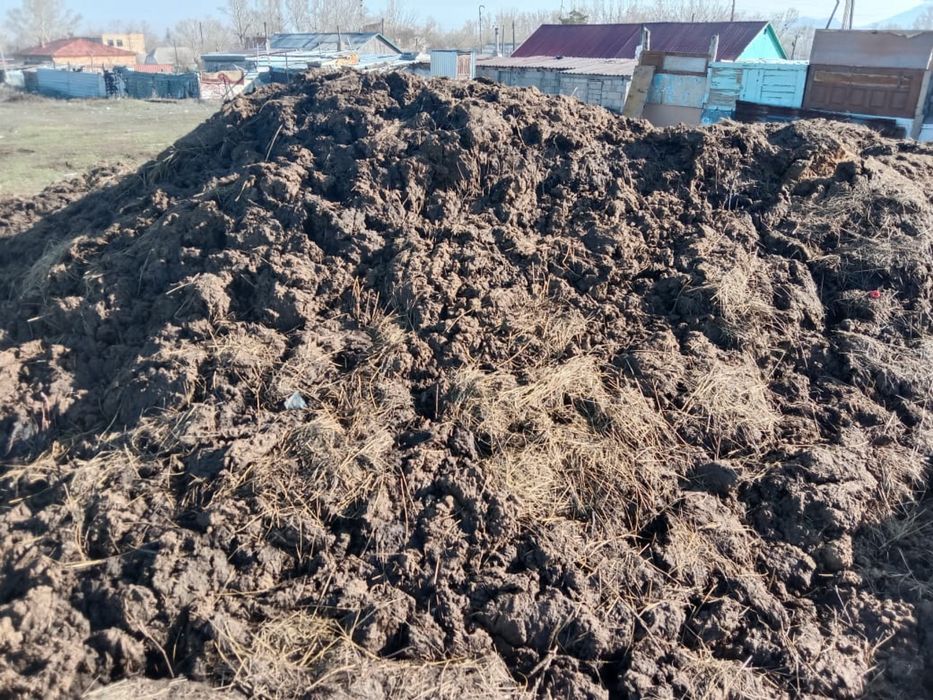 Коровий перегной, навоз, қи