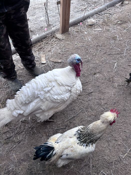 Продам молодых индюков