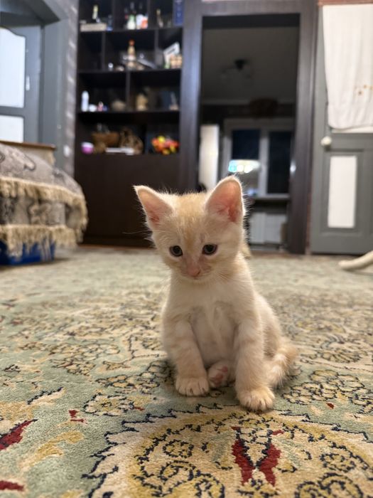 Отдам котят , все мальчики