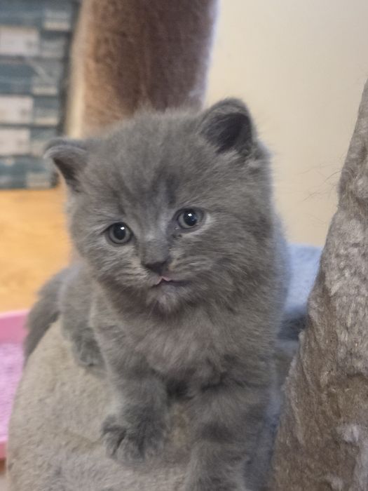 Британски късокосмеси котенца