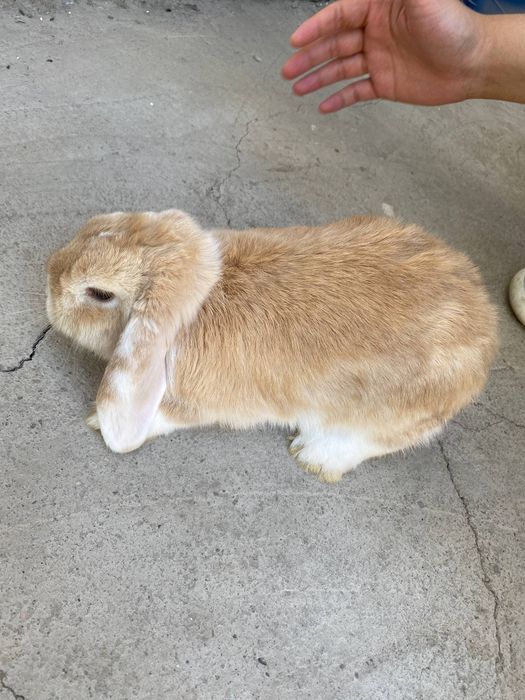 Quyon minilop
Sarigi karlik baran