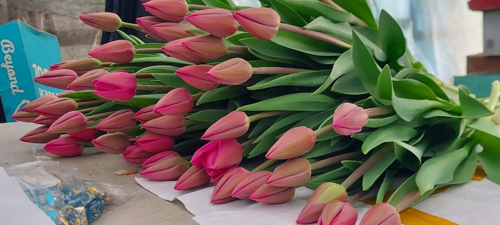 БРОНЬ Тюльпаны на 8 марта