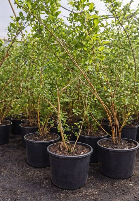 Deutzia - arbust ornamental