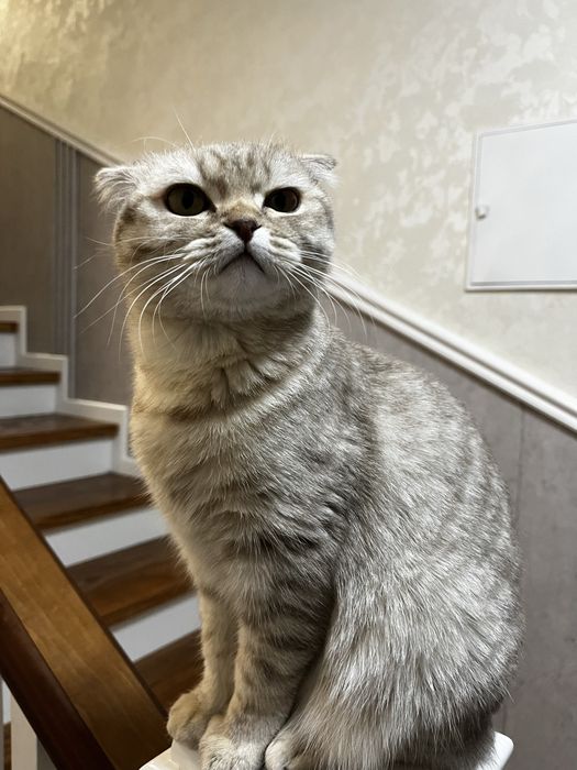 Отдам кошку в хорошие руки