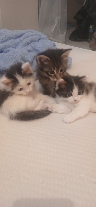 Котята домашнии.
