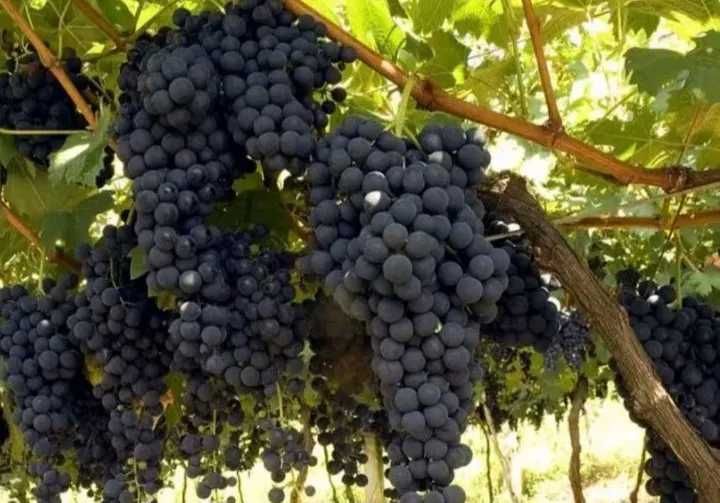 Vand Struguri de Vin