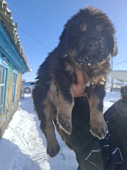 Продам щенков Тибетского мастифа