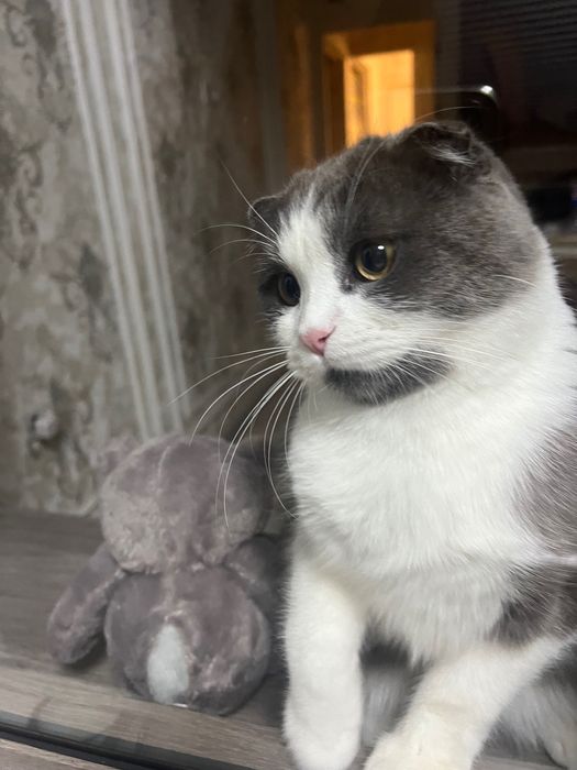 Ищем кошку для вязки!!