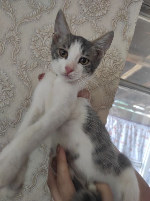 Отдам даром в добрые руки