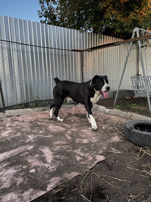 Кобель на Вязку……