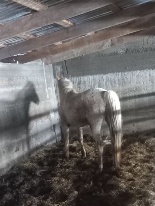 Шұбар айгыр сатылады