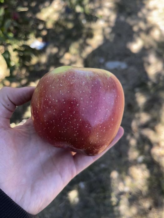 Mere bio dulci, nestropite, proaspăt culese