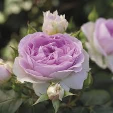 Trandafiri de tip tufa parfumati