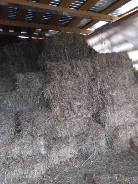 Vând baloți amestec lucernă și fân + otava