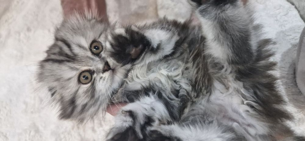 Шотландский котенок