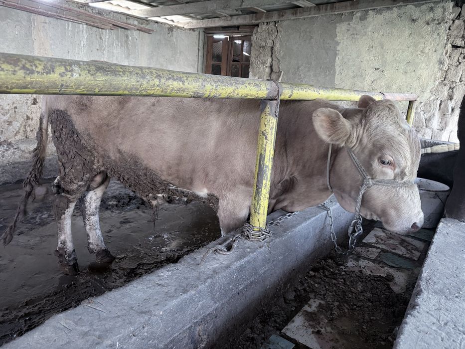 Бука сатылады  парода