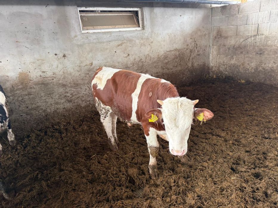 Tauri și vitele de vânzare