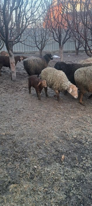 Продам матак с ягнятами