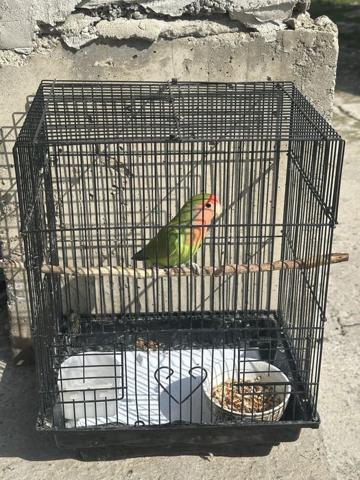 Попугай неразлучник с клеткой