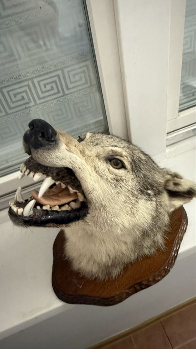 настенная голова Волка