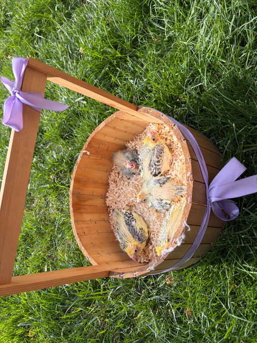 Продаются птенцы Корелла