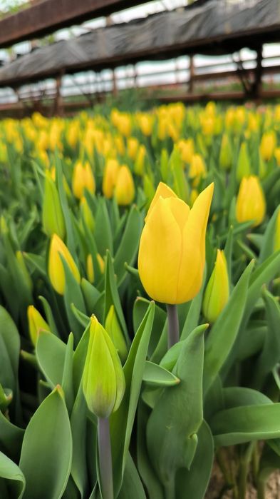 Тюльпаны местные 650т.