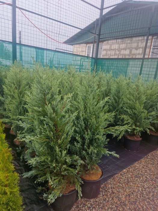 Ели голубые сосна можевельник