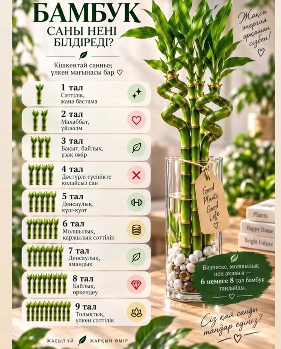 Комнатный бамбук 100 см (1м)