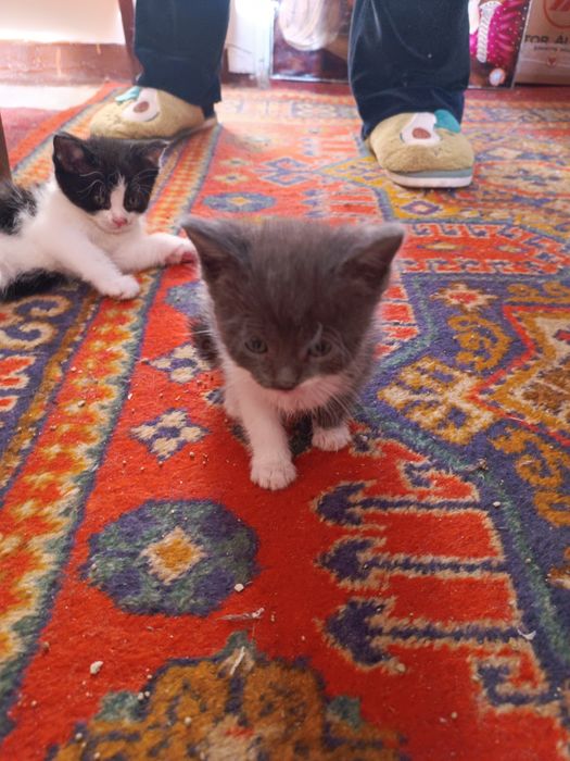 Продаются котята недорого 200.000 звоните